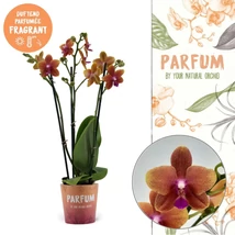 Phalaenopsis hybrid ‘Parfum Bolgheri’- Illatos lepkeorchidea 3 ágas 50cm