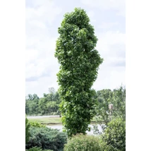 Liquidambar styraciflua 'Slender Silhouette' - Oszlopos ámbrafa K25  300/350