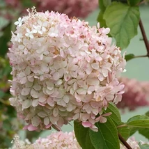 Hydrangea paniculata 'Phantom' – Bugás hortenzia K2 20-60