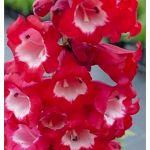 Penstemon hartwegii Phoenix Red - Bugatölcsér CS14