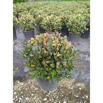 Photinia x fraseri 'Little Red Robin' -1/4 törzses korallberkenye C7 