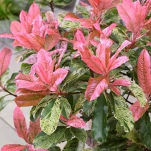 Photinia Pink Crispy – Rózsaszín tarkalevelű korallberkenye 1/2 törzses K12
