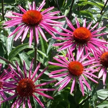 Echinacea purpurea Pica Bella- Kasvirág CS14