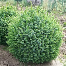 Picea omorika 'Nana' – Törpe, szerb lucfenyő 125/150 Drótlabdás