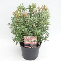 Pieris japonica Polar Passion – Babérhanga Cs19 30/35