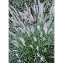 Pennisetum alopecuroides Piglet Tollborzfű Cs14