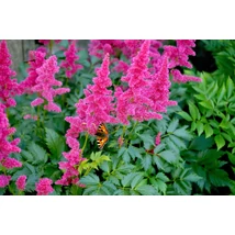 Astilbe - Tollbuga Chocolate Cherry K2l