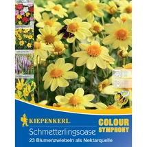 Kiepenkerl Pillangó-Oázis virághagyma Colour Symphony 23db