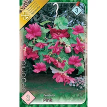 Begónia Csüngő Pink 3db/cs