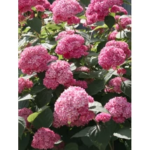 Hydrangea arborascens 'Candybelle® Bubblegum' - Cserjés hortenzia pink 40-60 K3