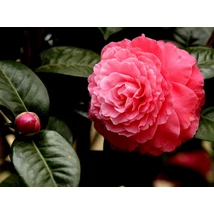 Camelia - Kamélia Pink EXTRA  K10