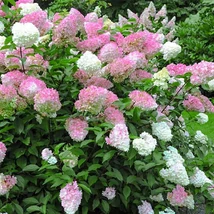 Hydrangea paniculata 'Pink Lady' – Bugás hortenzia K2 40-60