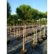 Pinus pinea - Mandulafenyő standard pot C 16/18