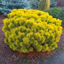 Pinus mugo 'Wintergold' – Aranysárga havasi törpefenyő K10