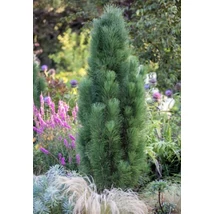 Pinus nigra 'Pyramidalis' - Oszlopos feketefenyő K5 30/50
