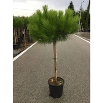 Pinus pinea - Mandulafenyő 1/2 törzses K25 