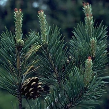 Pinus sylvestris  – Erdeifenyő 80/100 FL