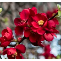 Chaenomeles ×superba 'Crimson and Gold' - Bíbor japánbirs  C2