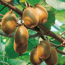 Actinidia - Porzós kivi K2
