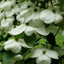 Cornus 'Constellation' EXTRA - Som  EXTRA 250/300 C45L