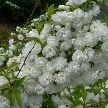 Prunus glandulosa Alba Plena  Japán díszmeggy fehér babarózsa K2L 60/80