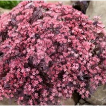 Sedum SunSparkler Plum Dazzled - Varjúháj D14