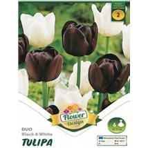 Tulipán virághagyma 6-db-os Duo black and white