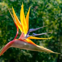Strelitzia reginae - pompás papagájvirág C9