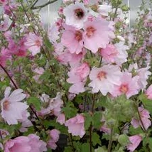 Lavatera 'Barnsley' – Kerti madármályva K2l