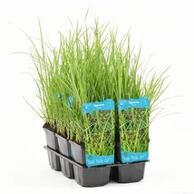 Cyperus longus Hosszú palka