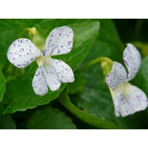 Viola sororia Freckles - Pöttyös ibolya CS9