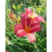 Hemerocallis Neyron Rose Sásliliom K2L