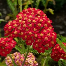 Achillea millefolium Paprika - Cickafark CS14