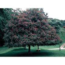 Aesculus x carnea 'Briotti' - Piros virágú vadgesztenye 200-300 K25-60