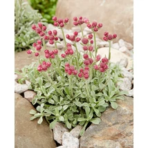 Antennaria dioca alex Cs9