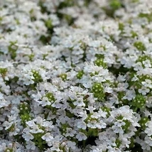 Thymus praecox Snowdrift – Korai kakukkfű Cs9