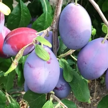 Gyümölcsfa President szilva - K12/15 200+