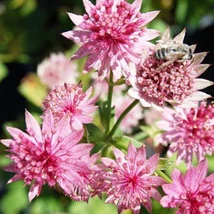 Astrantia major Primadonna völgycsillag CS13