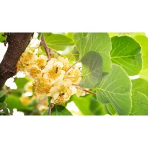 Actinidia arguta 'Prince Jumbo' - Jumbo kivik porzója 50/60 K2