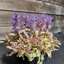 Ajuga tenorei Princess Leia Indás Infű Cs9