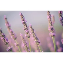 Lavandula × intermedia ‘Provence’ – Provence levendula CS9