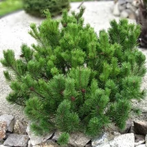 Pinus mugo var. pumilio - Havasi törpefenyő 80/10 Drótlabdás