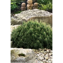 Pinus mugo var. pumilio - Havasi törpefenyő K2 15/25
