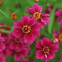 Coreopsis verticillata ‘Twinklebells Purple’ -Keskenylevelű menyecskeszem  Cs14