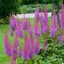 Astilbe - Tollbuga Just Dance K2l