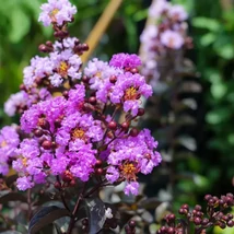 Lagerstroemia indica Purely Purple – Kínai selyemmirtusz C18 125/150