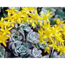 Sedum spathulifolium 'Purpureum' Cs9