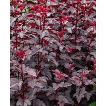 Physocarpus opulifolius 'Purple Horizon' - Lila levelű hólyagvessző K2L 20-60
