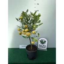 Citrus pursha édes lime /sweet lime - alacsony törzsön D18