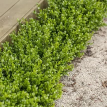 Buxus microphylla 'Faulkner' – Kislevelű puszpáng K5 30/40